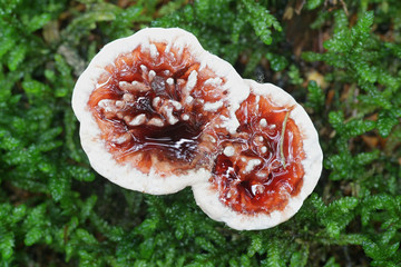 Hydnellum peckii, known as strawberries and cream, the bleeding Hydnellum and the bleeding tooth fungus,  wild mushroom from Finland