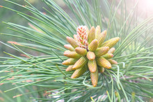Growing Beautiful Pine Cones On The Pine Tree Among Needles, Closeup View. Young Small Cones Looks Like Amazing Flowers On Pine Branches. Trees On Wild Nature, Pine's Life Cycle Morphology.