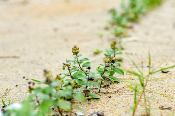 closeup shot green sprout grew on sandy beach