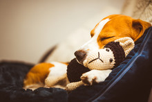 Adorable Beagle Dog Sleeping With His Favorite Sheep Toy. Canine Background. Lazy Rainy Day On Couch