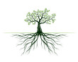 Spring olive tree with big roots. Plant in garden. Vector illustration.