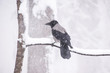 Crow sits on a branch in winter in a strong snowball