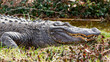 portrait of an american alligator sunning itself on a river bank