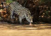 Jaguar Drinking Water From The River