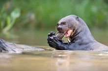 Close Up Of A Giant Otter Eating Fish