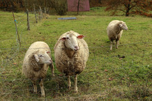 A Herd Of White Sheep Grazes On A Fenced Pasture
