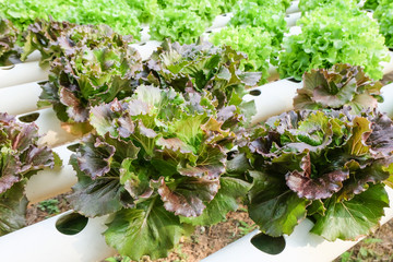 lettuce garden with healthy concept