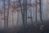 Fototapeta Las - Misty forest with dense fog. 