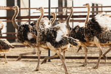 Young Ostriches In The Aviary Runing Spreading Wings
