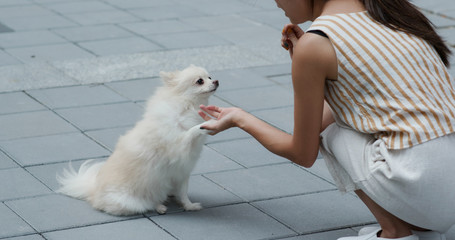 Wall Mural - Woman train her pomeranian dog