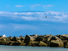 Isolated Pelican In Flight Over A Rock Jetty