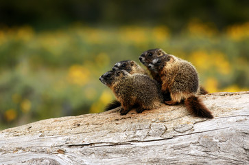 marmot family