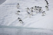 Adelie penguins rush to the sea