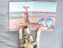 Windhund - Hübsche  Whippet Hündin Schaut Auf Ihr Fotobuch