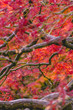 Japanese Garden in Fall