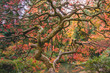 Japanese Maple Tree in the Fall