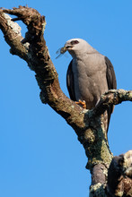 A Mississippi Kite Eating A Cicada.