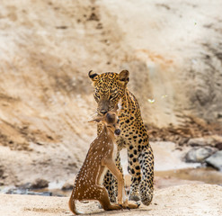 Poster - Leopard with prey is on the road. Very rare shot. Sri Lanka. Yala National Park