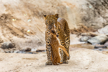 Poster - Leopard with prey is on the road. Very rare shot. Sri Lanka. Yala National Park