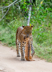 Poster - Leopard with prey is on the road. Very rare shot. Sri Lanka. Yala National Park