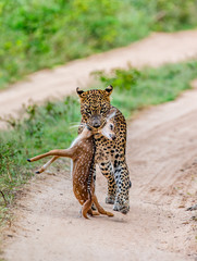 Poster - Leopard with prey is on the road. Very rare shot. Sri Lanka. Yala National Park