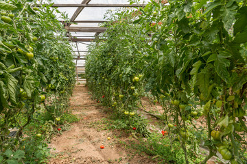 Pachino, Sicily, clusters of green tomatoes in greenhouses