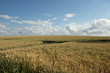 Huge cornfield and a blue sky