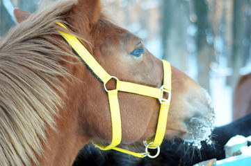 portrait of a horse