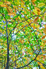 Tree tops looking up to orange yellow foliage. Trunk and colourful golden leaf texture canopy