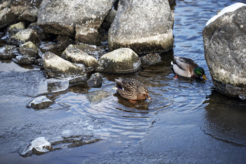 two ducks in the water, stockholm, nacka, sweden