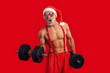 © Viktoriia - Brutal and strong Santa Claus training with dumbbell