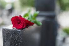 Religious Tradition To Put One Flower In Memory Of The Deceased On The Granite Slab Of The Grave In The Cemetery, Tragedy And Sorrow For The Loss Of A Loved One