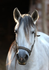 Wall Mural - Gray colored mare looking over the electric corral fence