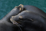 Fototapeta Konie - Cuddling Sea Lions