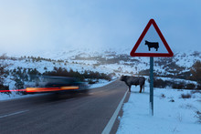 A Triangular Red White Warning Sign With A Stylized Cow. It Is A Spanish Bull On The Winter Mountain Road After Sunset. It Is A Bit Foggy. A Car Brakes.