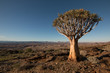 Köcherbaum im guab valley