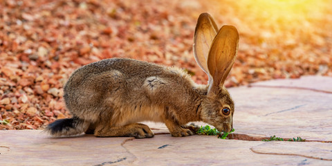 A Desert Cottontail Rabbit keeps on the alert in northern Arizona.