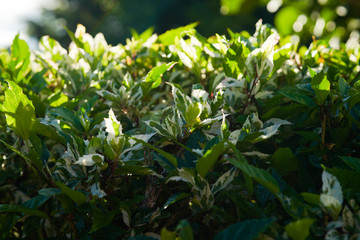 Green white Hawaiian plant in a morning light