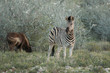 zebra und grasendes gnu in der Savanne Namibias