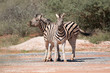 Flehmendes zebra in africa