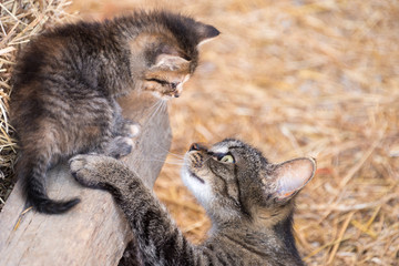 Poster - mother cat looking up at baby kitten 