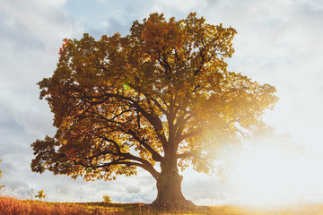 Wall Mural - oak tree with yellow foliage at sunny autumn day