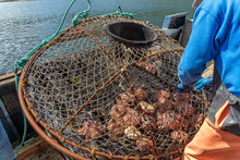 Crab Fisherman Is Pulling A Crab Pot From The Sea In Alaska.