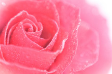 A Bud Of A Delicate Pink Rose With Water Drops On The Petals, Soft Focus, Bokeh