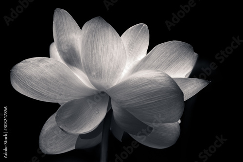  Fototapeta kwiat lotosu   lotos-w-pelnym-rozkwicie