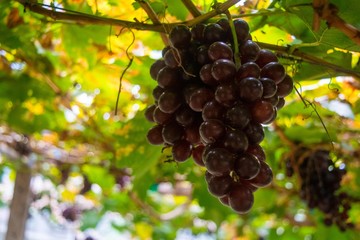 purple grapes in grapes garden