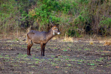 Wall Mural - Waterbuck (Kobus ellipsiprymnus) , big male in the green savanna