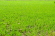 © Prat - Rice fields in Chainat province, Thailand, last November
