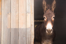 Portrait Of A Donkey On Farm.