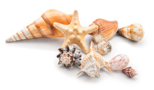 Beautiful Sea Shells On White Background